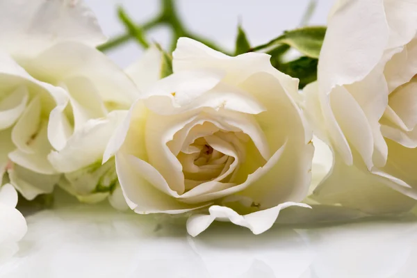 White, beautiful, delicate rose with details — Stock Photo, Image