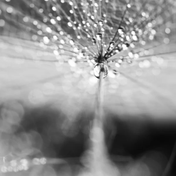 Semillas de diente de león con gotas de agua sobre fondo natural — Foto de Stock