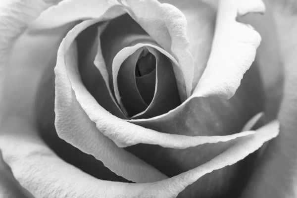 Bianco e nero, petali di rosa belli e delicati — Foto Stock
