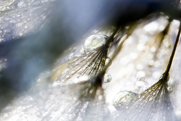 Semillas de diente de león con gotas de agua sobre fondo natural — Foto de Stock