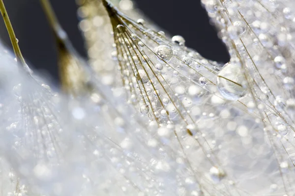 Semillas de diente de león con gotas de agua sobre fondo natural — Foto de Stock