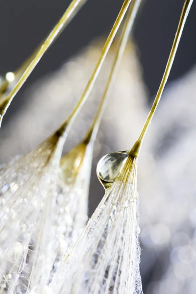 Semillas de diente de león con gotas de agua sobre fondo natural —  Fotos de Stock