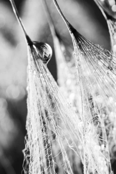 蒲公英的种子与自然背景上的水滴 — 图库照片