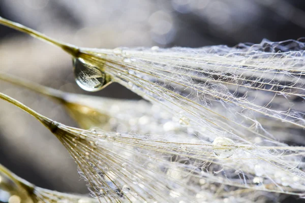 Paardebloem zaden met waterdruppels op natuurlijke achtergrond — Stockfoto