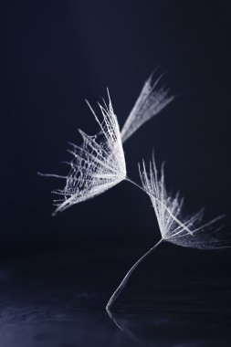 karahindiba tohumları