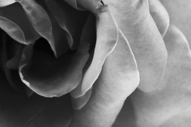 siyah ve beyaz, güzel, narin gül yaprakları