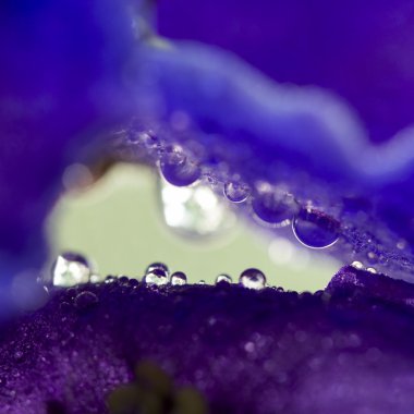 Jaguar στην οθόνη