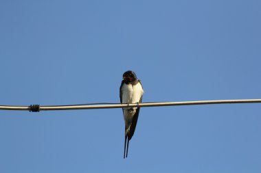 bir tel üzerinde kırlangıç kuşu