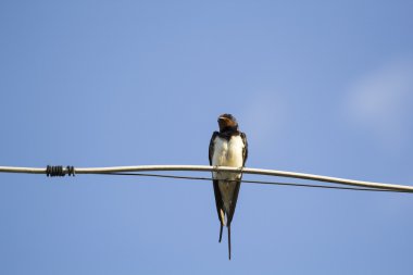 bir tel üzerinde kırlangıç kuşu