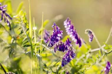 Doğal kökenli leylak rengi kır çiçekleri