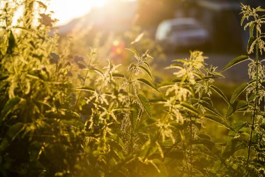 ısırgan otu (urtica dioica) - günbatımı ışığı ışığa karşı bitki