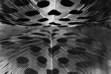 açık gri renkli tüyü guinea hen