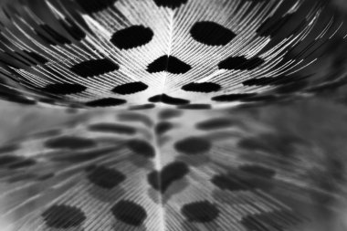 açık gri renkli tüyü guinea hen