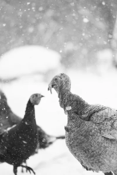 トルコの鶏 — ストック写真
