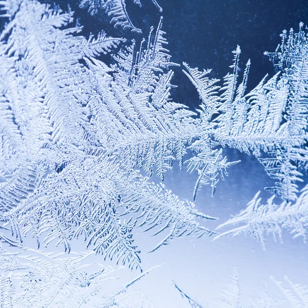 Eisblumen — Stockfoto