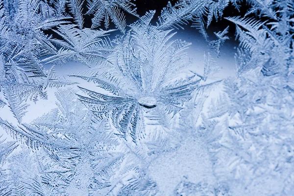 Ice flowers — Stock Photo, Image