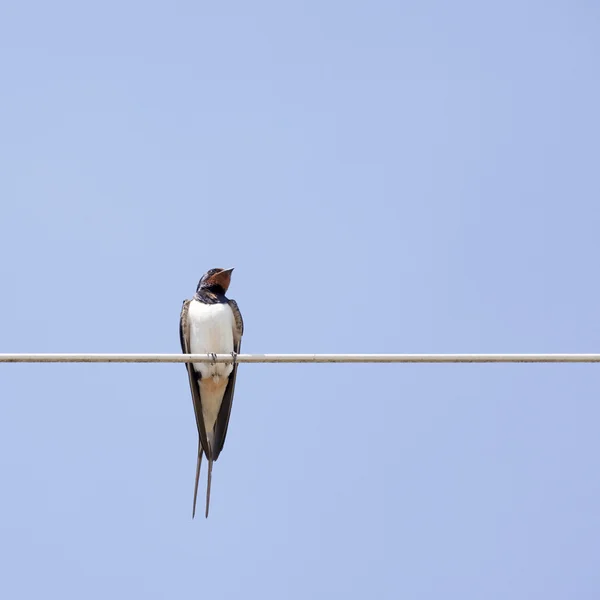 Pássaro no fio — Fotografia de Stock