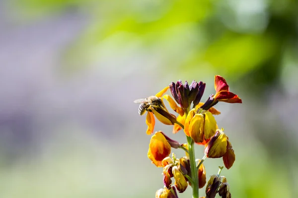 Matthiola incana - planta con flores y fondo natural — Foto de Stock