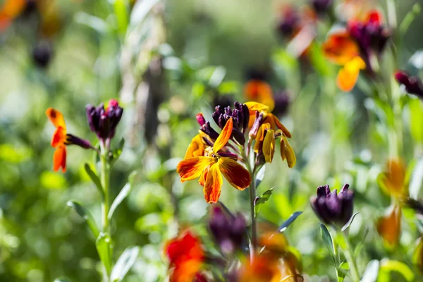 Matthiola incana - planta con flores y fondo natural — Foto de Stock