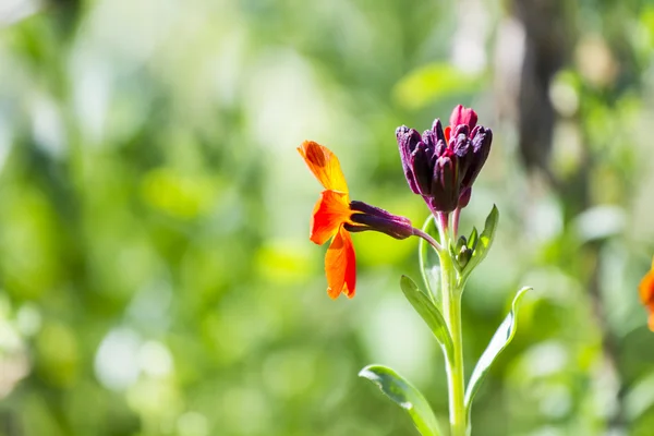 Matthiola incana - plant met bloemen en natuurlijke achtergrond — Stockfoto