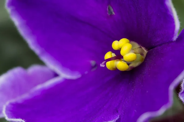 Violeta africana (Saint-paulia ionantha) com belos detalhes de flores — Fotografia de Stock