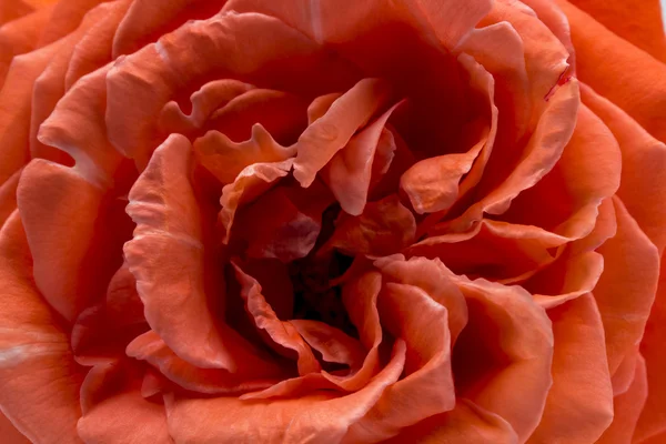 Rose colorée, belle, délicate avec des détails — Photo