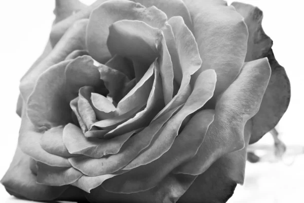 Svart och vit, vacker, delikat rosenblad — Stockfoto