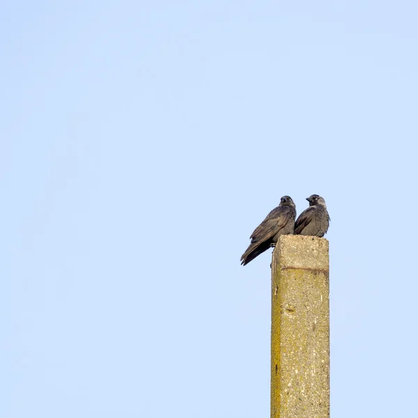 Schwarze Krähen auf einem Betonpfahl mit blauem Himmel im Hintergrund — Stockfoto