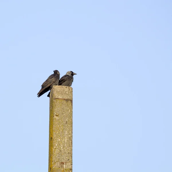 Schwarze Krähen auf einem Betonpfahl mit blauem Himmel im Hintergrund — Stockfoto