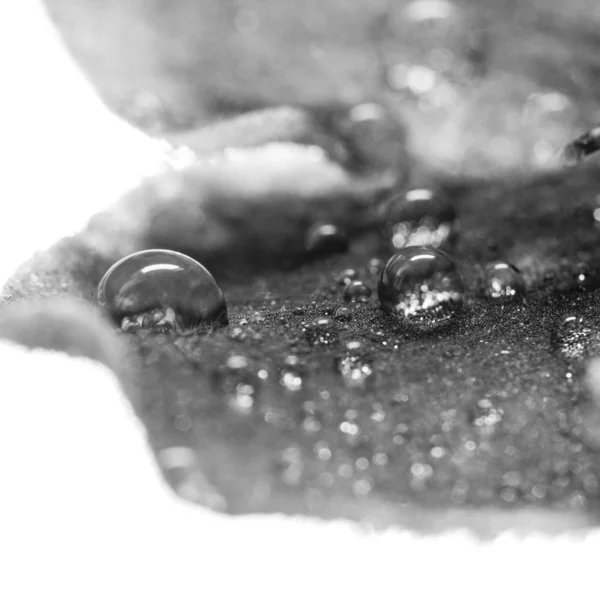 Composition with leaves and water drops — Stock Photo, Image