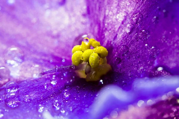 Violeta africana (Saint-paulia ionantha) com gotas de água — Fotografia de Stock