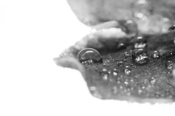 Composición con hojas y gotas de agua — Foto de Stock