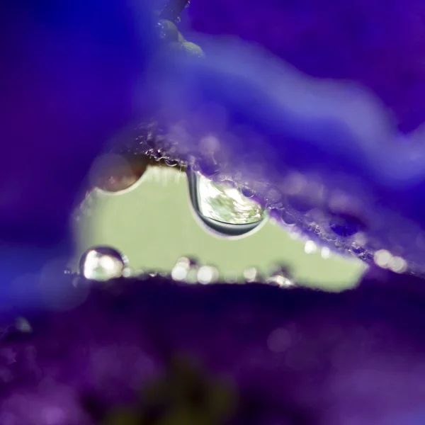 Samenstelling met bladeren en water drops — Stockfoto
