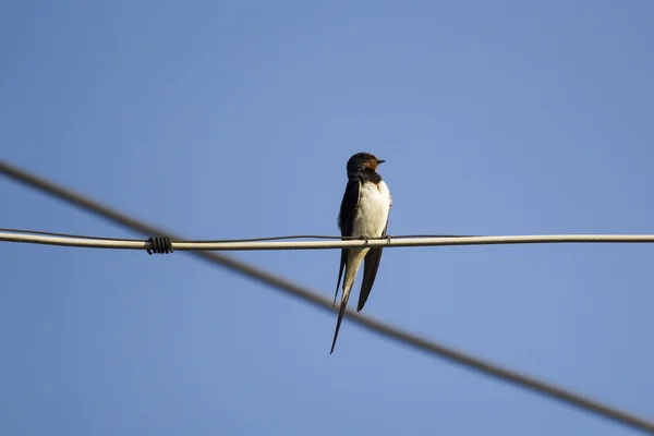 Schwalbe Vogel auf einem Draht — Stockfoto