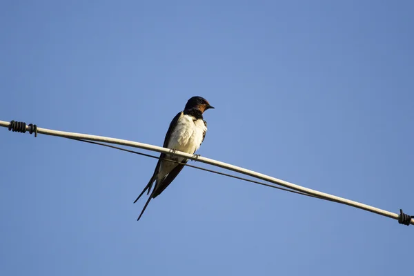 Schwalbe Vogel auf einem Draht — Stockfoto