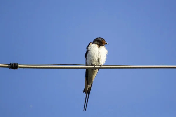 Engula o pássaro em um arame — Fotografia de Stock