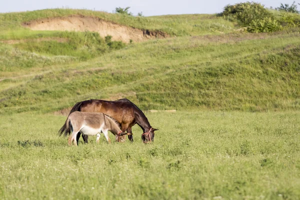 Paisaje rural con caballo y burro —  Fotos de Stock