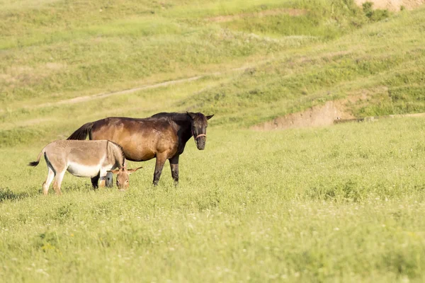 Paisaje rural con caballo y burro —  Fotos de Stock