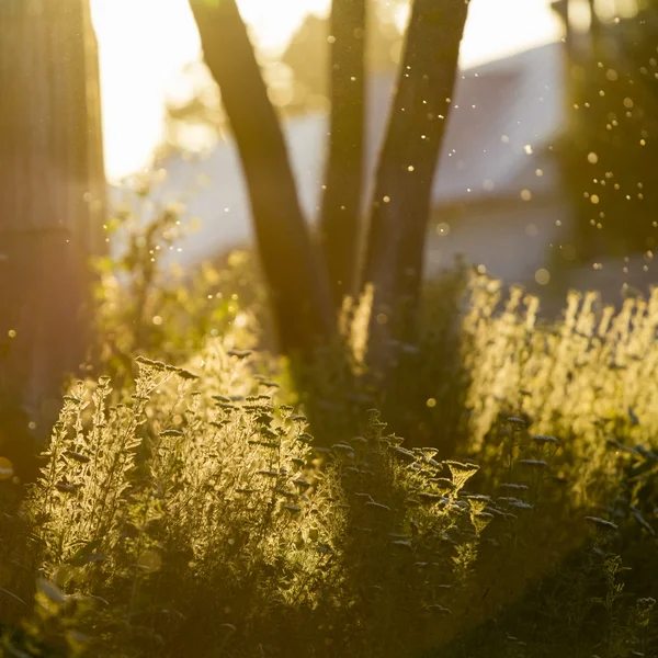 Milfoil (Achillea millefolium) - planta contra la luz de la puesta del sol — Foto de Stock
