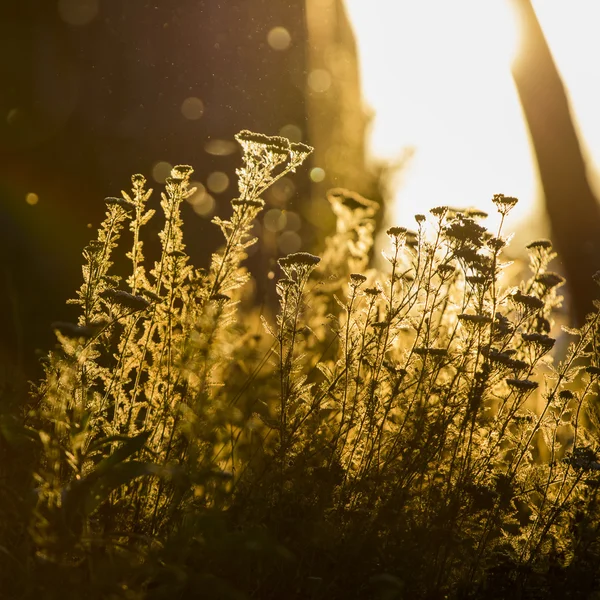 Milfoil (Achillea millefolium) - plant against the light in the sunset light — Stock Photo, Image