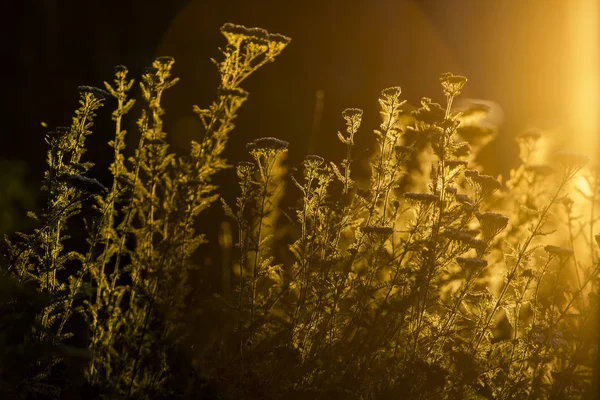 Milfoil (Achillea millefolium) - planta contra la luz de la puesta del sol — Foto de Stock