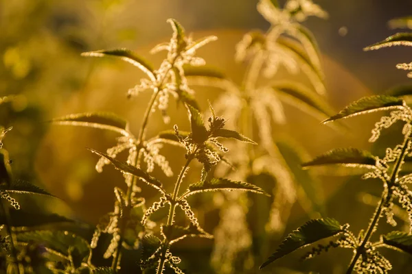 Ortiga (Urtica dioica) - planta contra la luz en la luz del atardecer — Foto de Stock
