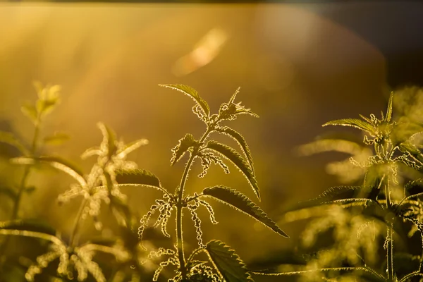 Ortiga (Urtica dioica) - planta contra la luz en la luz del atardecer — Foto de Stock