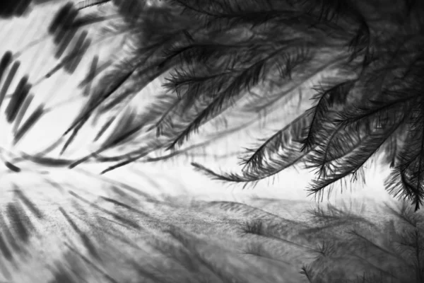 明るい灰色の背景とホロホロ鳥フェザー — ストック写真