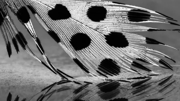 Plume de poule de Guinée avec fond gris clair — Photo