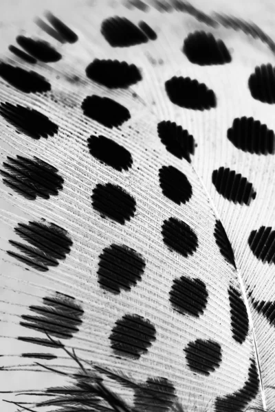 Гвінея Хен перо з світло сірим фоном — стокове фото