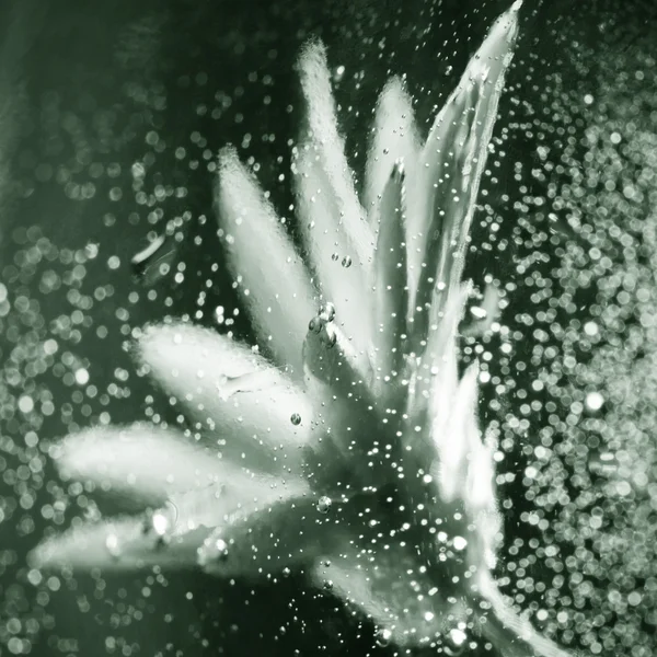 Abstract underwater composition with dried flower, bubbles and light — Stock Photo, Image