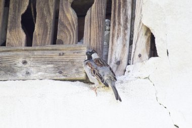 çatlaklar ve ahşap bir duvara serçesi (passer domesticus)