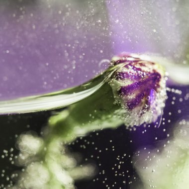 haşhaş tohumu, su ve kabarcıklar ile soyut kompozisyon