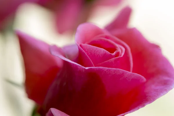 Farbenfrohe, schöne, zarte Rose mit Details — Stockfoto